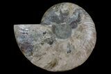 Cut & Polished Ammonite Fossil (Half) - Madagascar #166955-1
